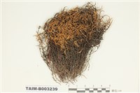 藏品(紫萼苔科)的圖片